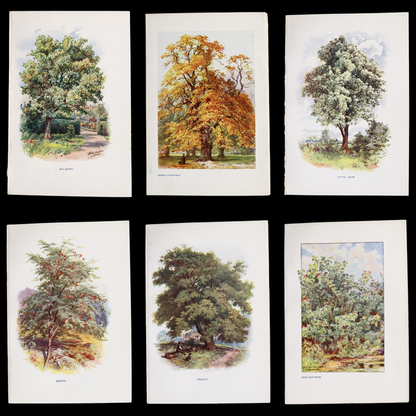 Antique Botanical Print From "Familiar Trees" - 1907 - London