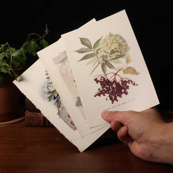 Antique Botanical Print From "Familiar Trees" - 1907 - London