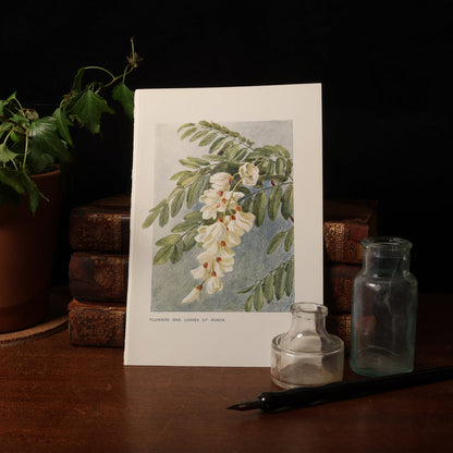 Antique Botanical Print From "Familiar Trees" - 1907 - London