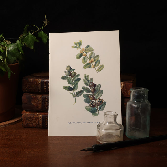 Antique Botanical Print From "Familiar Trees" - 1907 - London